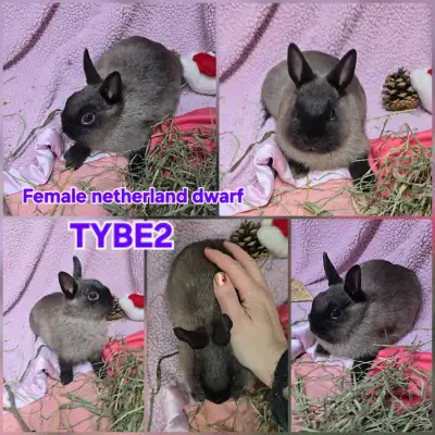 Pure Netherland dwarf rabbits ready for their fur-ever home, these are the tiniest ones Check out my...