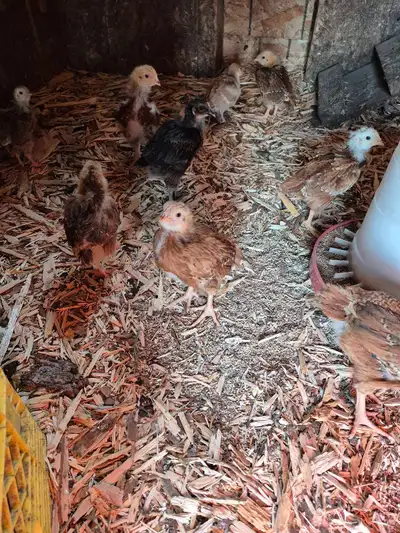 They're bigger than what the picture shows as they've grown a bit. Healthy little chicks. Mostly pur...