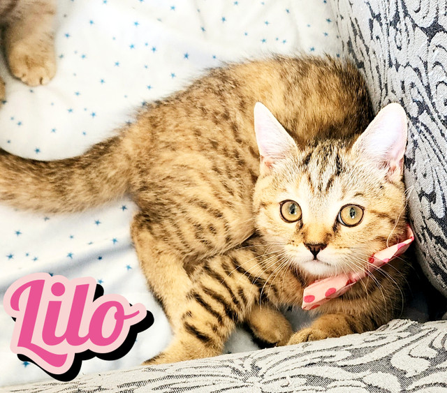 Scottish Straight Shorthair looking for new home! in Cats & Kittens for Rehoming in City of Toronto - Image 2
