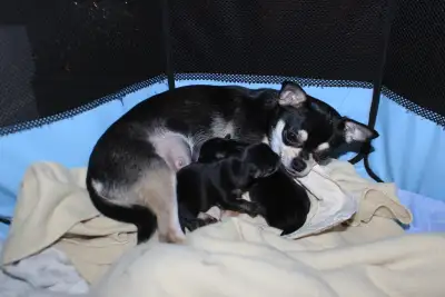 Chihuahua Puppies - Ready in the New Year, View more