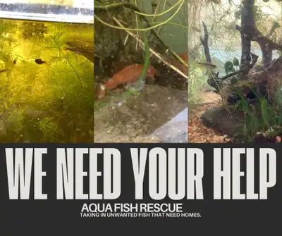 Aqua fish rescue Hello, All fish and stuff rescued will help run a 14 year olds fish room. I have be...