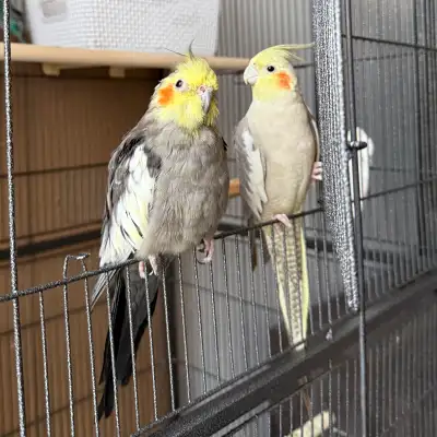 Pair of Cockatiels, View more