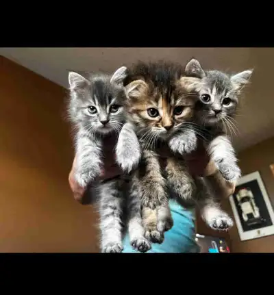 scotish fold/tabby kittens , View more