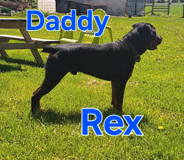 Bulldog/ Rottweiler Pups in Dogs & Puppies for Rehoming in Stratford - Image 7
