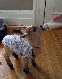 Bottle Baby mini goat