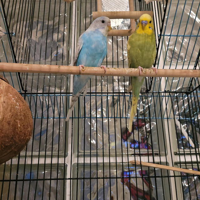 Two budgies and cage in Birds for Rehoming in Burnaby/New Westminster - Image 4
