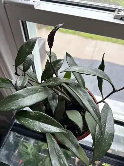 looking for house plants, View more