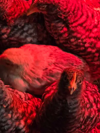 CHICK CHICK SALE TOM ONLY!!, View more