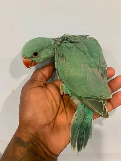 Friendly and Beautiful , Emerald blue CHCT Indian ringneck baby’s. (The new colour in Canada parents...