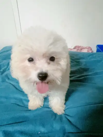 Adorable white Toy Poodle puppy boy Ready to go anytime, View more