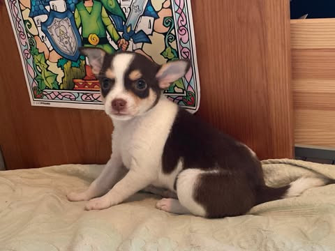 Chihuahuas à vendre dans Chiens et chiots à adopter  à Ville de Montréal - Image 2
