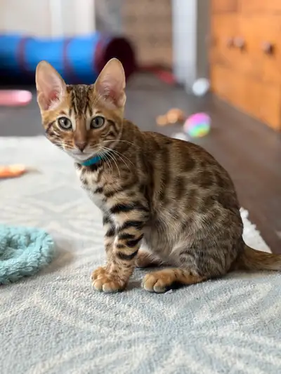 TICA Bengal Kittens, View more