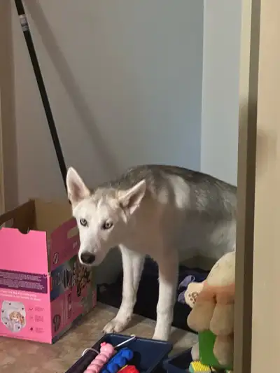 A husky puppy  6 months 7 months old, View more
