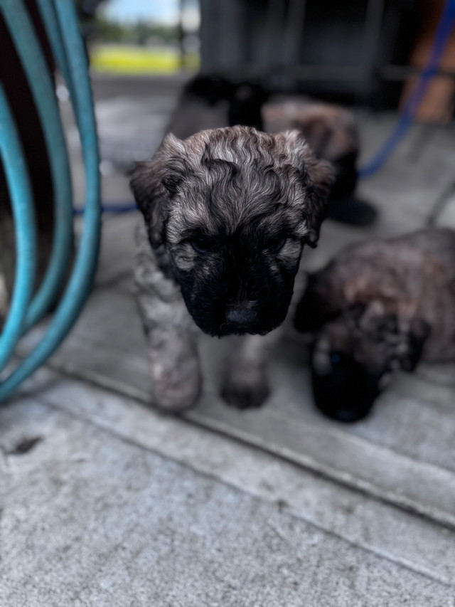 Pure Bred Bouvier des Flanders in Dogs & Puppies for Rehoming in Red Deer - Image 3