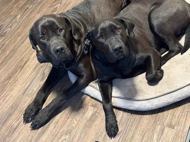 Dogs for Rehoming in Dogs & Puppies for Rehoming in Strathcona County - Image 2