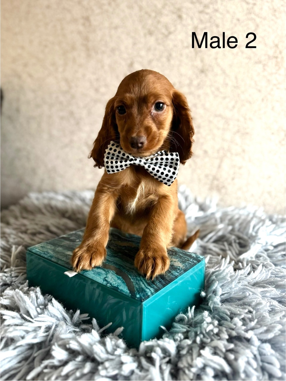 Mini Cockapoo Puppies Ready Now! (Microchipped!) Only 2 Males | Dogs ...