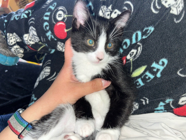 Male kitten in Cats & Kittens for Rehoming in Prince George