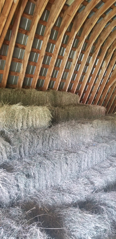 Quality hay for sale $6.50 in Equestrian & Livestock Accessories in Hamilton - Image 4