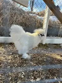 Free Rooster 