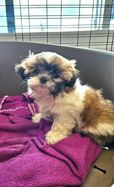 Reste un chiot Shih tzu femelle provenant de notre élevage familiale . Il a été vue par le vétérinai...