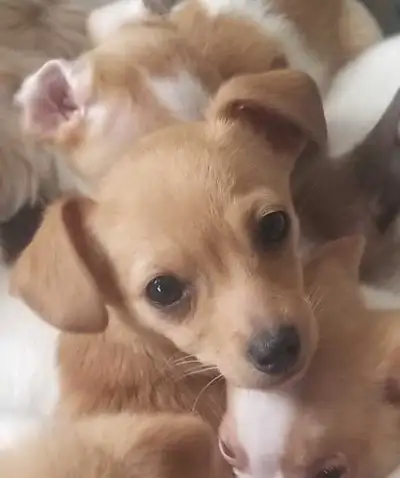 Chihuahua puppies, View more