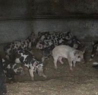 Berkshire Piglets