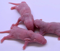 Baby feeder rats for sale