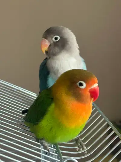 Love birds on sale!!!!!!, View more