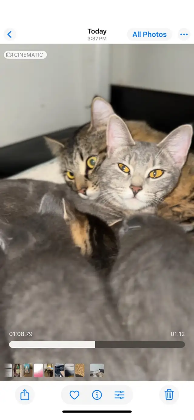 Kittens Russian x siberian Crossbreed mid  Hair Grey Kittens 2