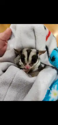 2 sugar gliders with cage and accessories