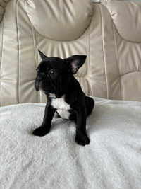 (ONLY 3 LEFT) SPECIAL BREED FRENCH BULLDOG 