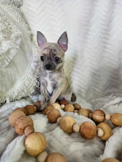 (WoW) Superbes petite chihuahua, View more