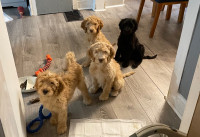 Golden doodle puppies, last 4 puppies, ready to go!  