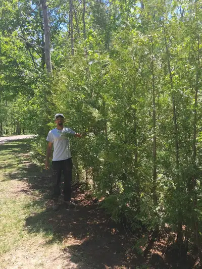 The best in business, if you want it done right contact us www.ohagantrees.com 6ft 8ft 10ft 12ft Siz...