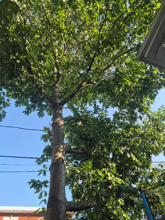 565 Rue du Curé Félix Gadoury — photo 1