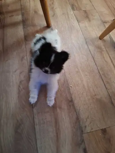 This is Lily, Lily is an energetic and bouncy little fluffball. She is currently around 4 and a half...