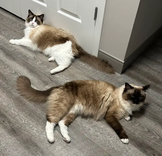 These Beautiful Ragdolls Need A Home