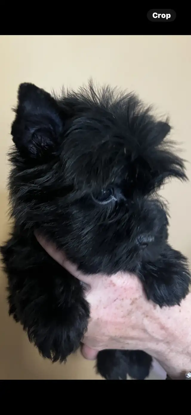 NORTHERN YORKIE PUPPIES  NEW YEAR BABIES in Dogs & Puppies for Rehoming in City of Toronto - Image 10