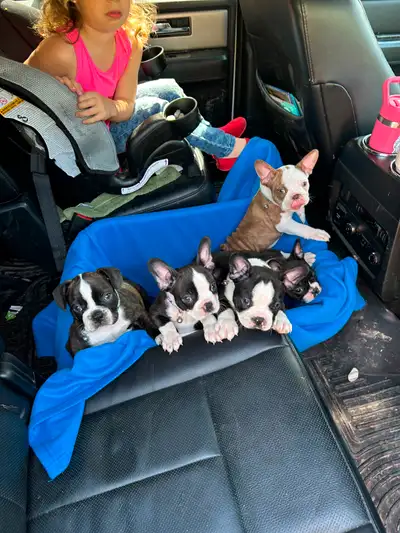 UPDATED Recent photos! These beautiful Frenchtons are 9 weeks old and ready to go! We have 3 left lo...