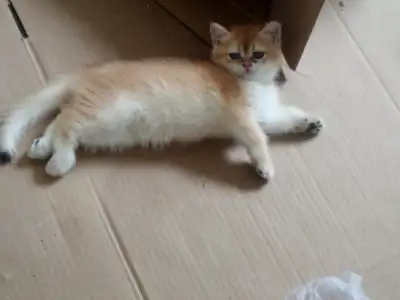 High pedigree kittens, View more