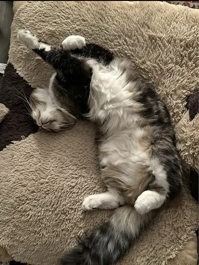 Lost Kitty Cat(Captain)64269671073665121