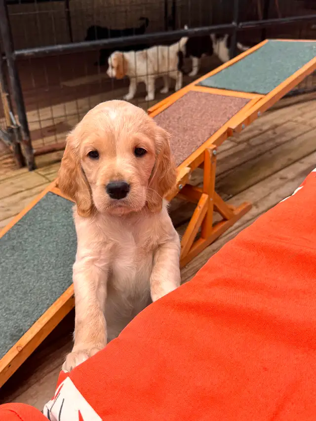 Spangold Retriever -Golden Retriever X English Springer Spaniel in Dogs & Puppies for Rehoming in Vernon - Image 18
