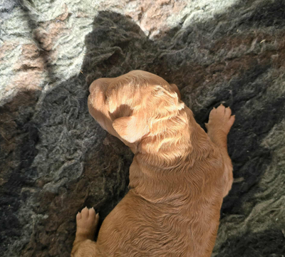 UPDATE: (1) Female Available Puppy We’re excited to announce these adorable multi-generation Double...