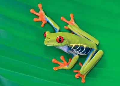 Looking for all available frogs! Not species dependent so let me know what you have available:) TIA