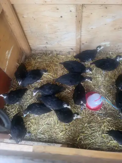 Two month old turkeys, View more
