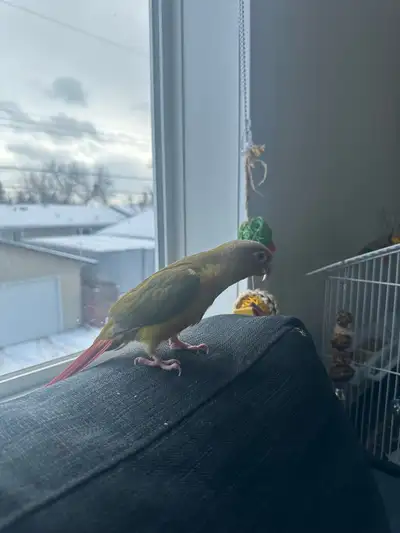 Green cheeked conure bird, View more