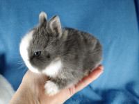 EXTRAORDINARY NETHERLAND DWARF & LIONHEAD BABY BUNNY RABBITS