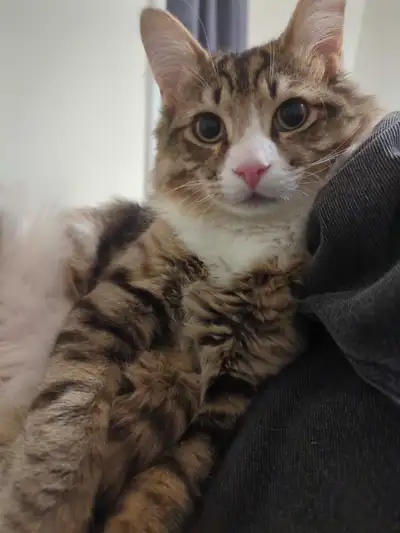 Frankie (Mochi) Male 9mo playful energetic, View more