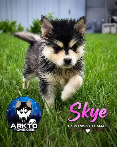 F3 Pomsky Puppies Ready to Go Home Next Week! Arkto Pomskies has 5 beautiful F3 Pomsky puppies avail...