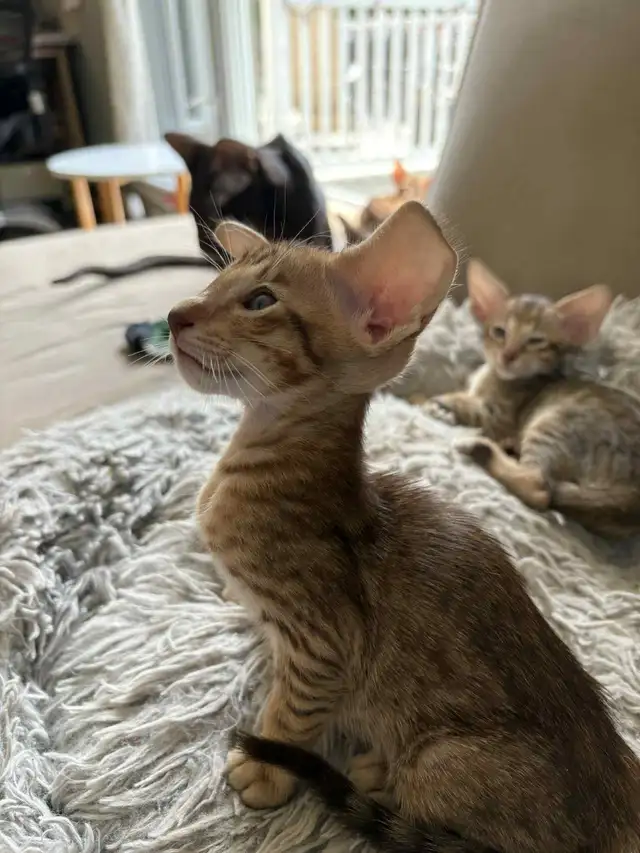 Oriental poils courts in Cats & Kittens for Rehoming in Laurentides - Image 4